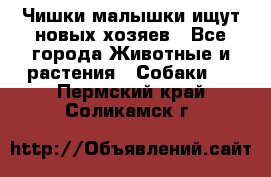   Чишки-малышки ищут новых хозяев - Все города Животные и растения » Собаки   . Пермский край,Соликамск г.